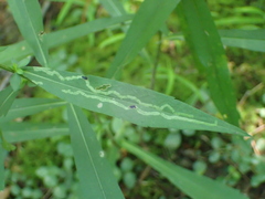 Ophiomyia parda