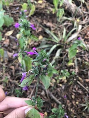 Dicliptera brachiata