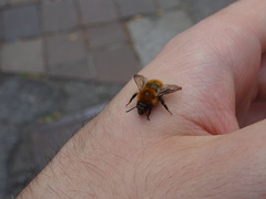 Bombus pascuorum