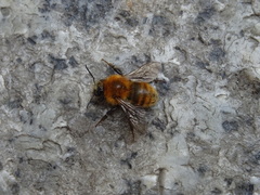 Bombus pascuorum