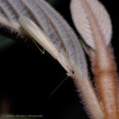 Sinomantis denticulata