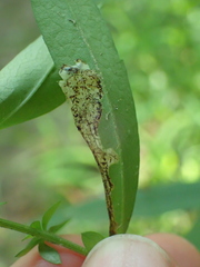 Sumitrosis inaequalis