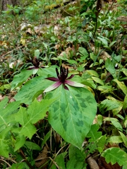 Trillium stamineum