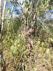 Vasconcellea parviflora