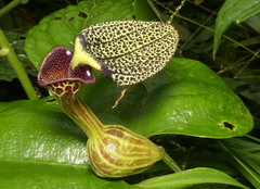 Aristolochia papillaris