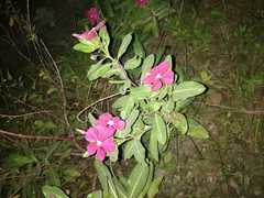 Catharanthus roseus
