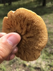 Suillus kaibabensis
