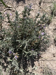 Dyschoriste linearis