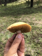 Suillus kaibabensis