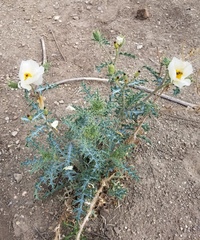 Argemone chisosensis