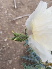 Argemone chisosensis