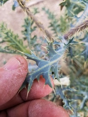 Argemone chisosensis