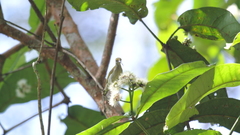 Arachnothera modesta