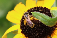 Halictus poeyi