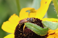 Halictus poeyi