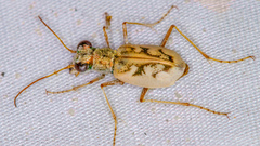 Ellipsoptera lepida