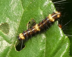 Dysschema tricolora