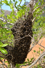 Apis mellifera unicolor