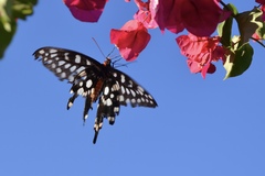 Pharmacophagus antenor