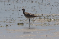 Numenius phaeopus phaeopus
