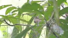 Rubigula erythropthalmos
