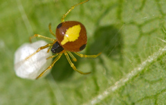 Theridula