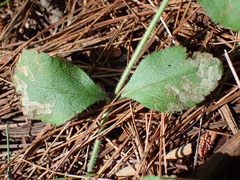 Phytomyza crassiseta