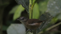 Malacocincla sepiaria