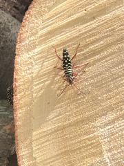 Placosternus crinicornis