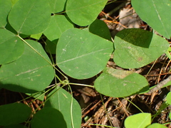 Macrosaccus morrisella