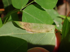 Macrosaccus morrisella