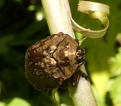 Polychalca aerea