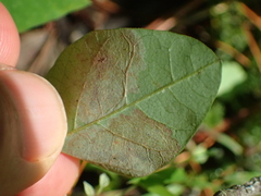 Macrosaccus morrisella