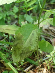 Calycomyza flavinotum