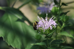 Bombus griseocollis