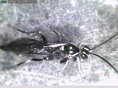 Cratichneumon sublatus