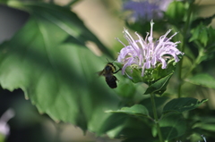 Bombus griseocollis