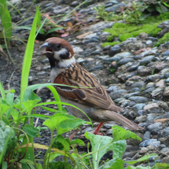 Passer montanus