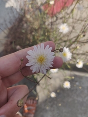 Malacothrix saxatilis
