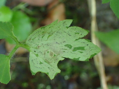 Phytomyza ranunculi