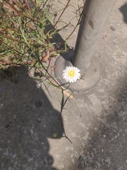 Malacothrix saxatilis