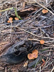 Xeromphalina enigmatica