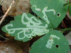 Phytomyza ranunculi