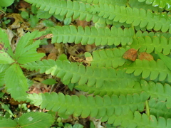 Chirosia filicis