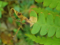 Chirosia filicis