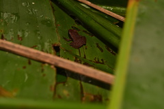 Craugastor stejnegerianus