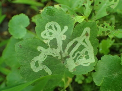 Phytomyza ranunculi