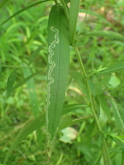 Liriomyza eupatorii