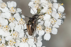Acmaeops pratensis