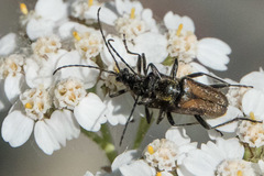 Acmaeops pratensis